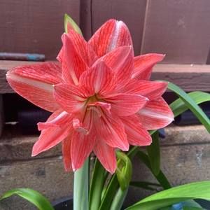 Meet your Posher, Marylou